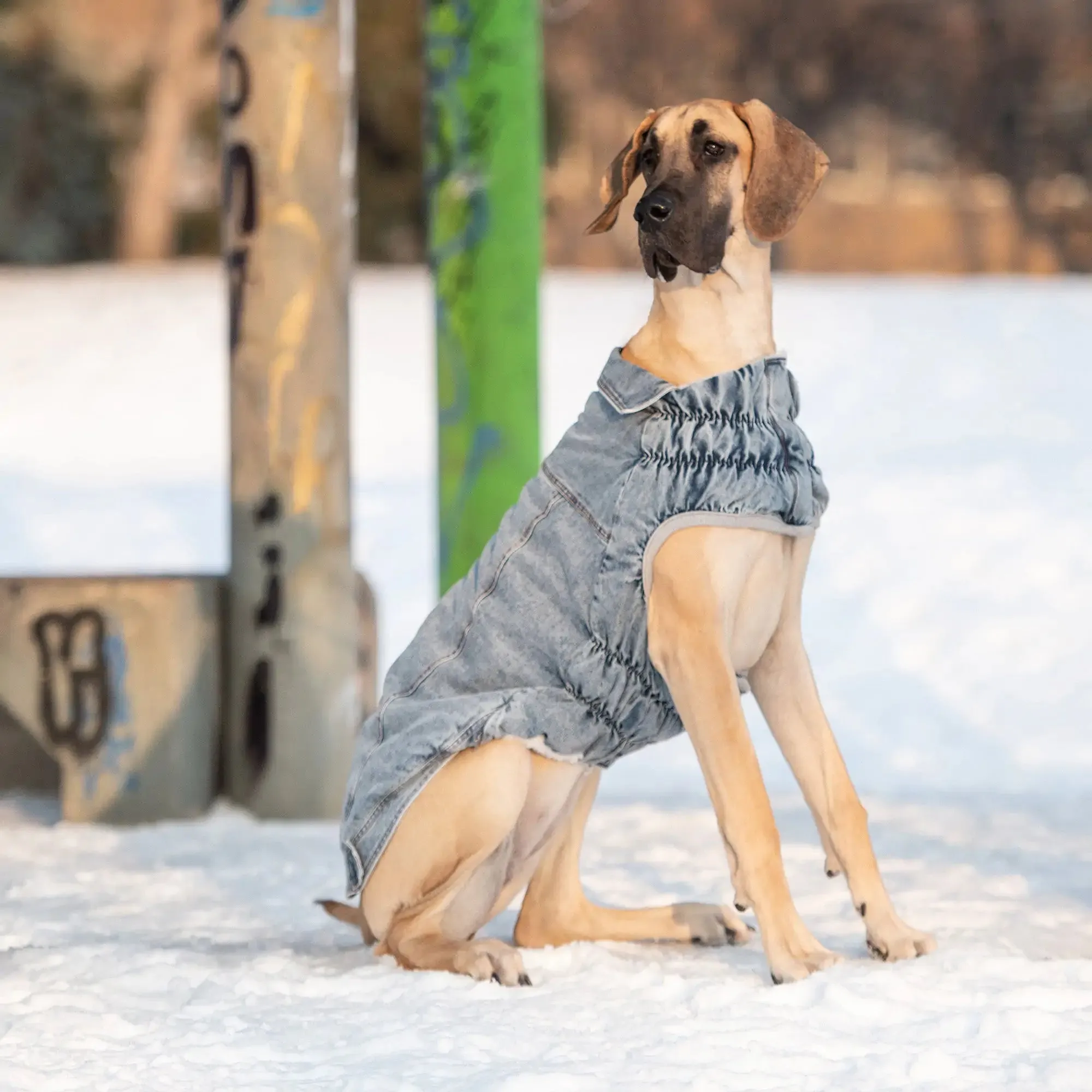 Denim Dog Jacket, Popcorn Sherpa Lining - Light Wash